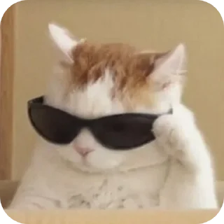Телеграм стикер 🐱 Good luckهدا ᡣ𐭩˚