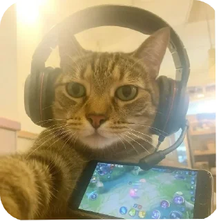 Телеграм стикер 🐱 Good luckهدا ᡣ𐭩˚
