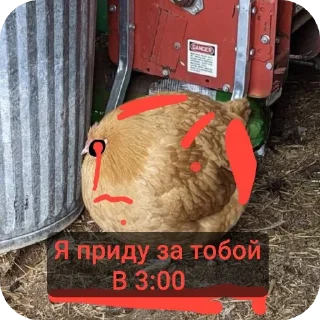 Video sticker 🐦 ехе и другой мусор @roudeshkere