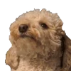 Video sticker 🐶 для девочек