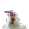 Video sticker 🐓 для девочек