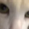 Video sticker 🙄 для девочек