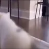 Video sticker 🕺 для девочек