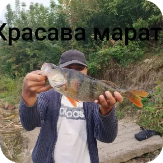 Telegram sticker 🎣 Артьом абсолют