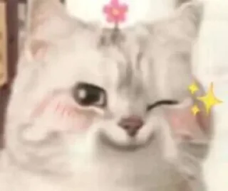 Video sticker 🐱 偏爱小贴纸