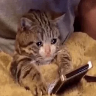 Video sticker 🥺 elwaf