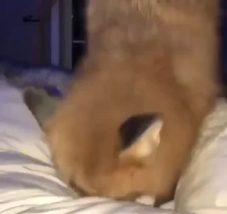 Video sticker 😟 хлебный мякиш by @offstikbot