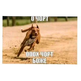 Telegram sticker 👍 ㅤ