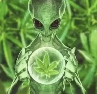 Video sticker 🙆‍♂️ Bibonunes