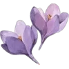Sticker 🤩 lilac aesthetics by @book_wwitch @TgEmodziBot