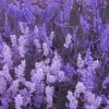 Video sticker 🤩 lilac aesthetics b...