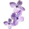 Sticker 🤩 lilac aesthetics by @book_wwitch @TgEmodziBot