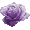 Sticker 🤩 lilac aesthetics by @book_wwitch @TgEmodziBot