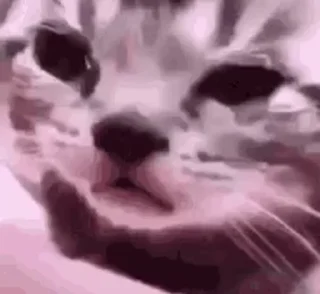 Video sticker 😞 ~°.・♡ nizzcatz pack ♡・. °~