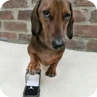 Video sticker 🐶 ААААААА