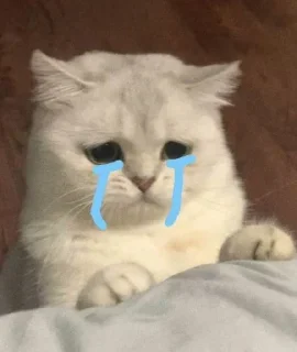 Telegram sticker 😭 Bby cat's funny
