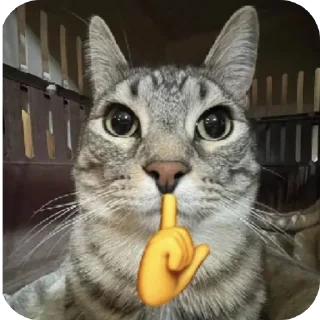 Video sticker 👍 Bby cat's funny