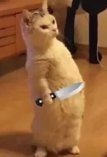 Video sticker 😾 Bby cat's funny