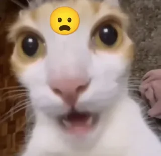 Telegram sticker 😟 Bby cat's funny