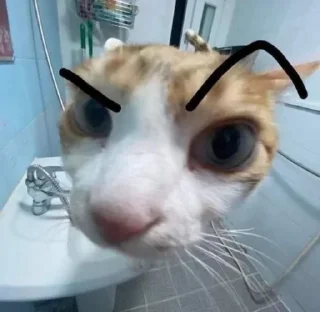 Sticker 🤨 Bby cat's funny