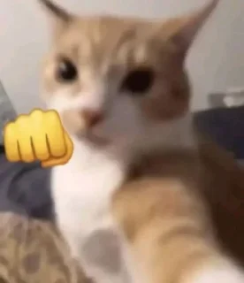 Telegram sticker 👊 Bby cat's funny