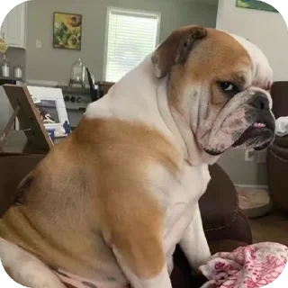 Telegram sticker 🫥 Compare y Venta