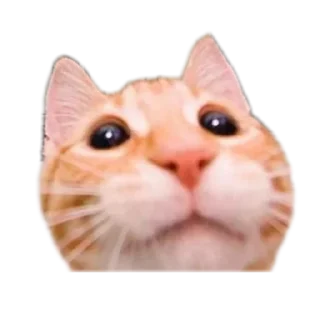 Video sticker 😀 random stuff