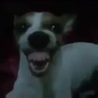 Video sticker 🐶 random stuff