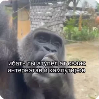 Video sticker 🌟 Больше стиков тут: @stikery4