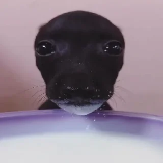 Telegram sticker 😵‍💫 Feito por um deibiloide @aykofudido