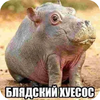 Video sticker 👎 Тгк: @ssilkanakrytoikanal