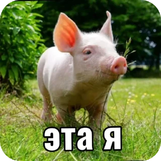 Telegram sticker 🥰 Тгк: @ssilkanakrytoikanal