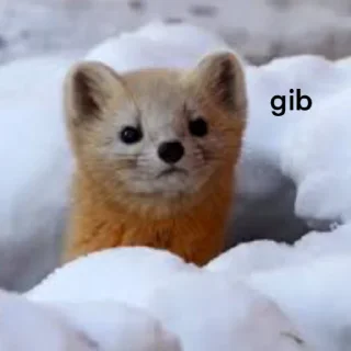 Video sticker 🥺 martens