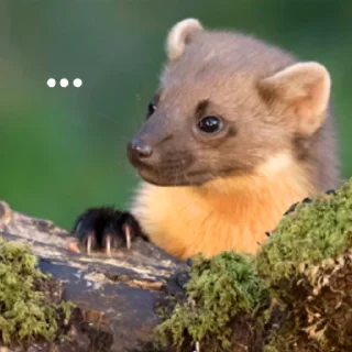 Video sticker 😐 martens