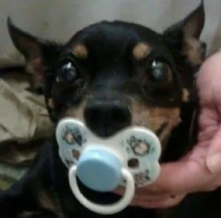 Video sticker ⚰ tulla luana and her dead petz