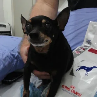 Video sticker ⚰ tulla luana and her dead petz