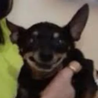 Video sticker ⚰ tulla luana and her dead petz