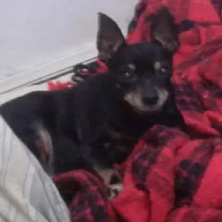 Telegram sticker ⚰ tulla luana and her dead petz