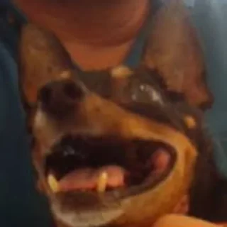 Telegram sticker ⚰ tulla luana and her dead petz