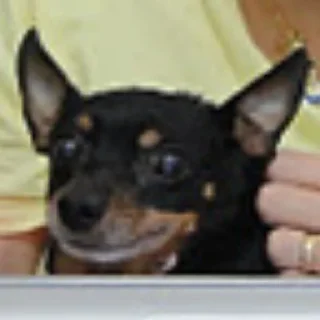 Telegram sticker ⚰ tulla luana and her dead petz