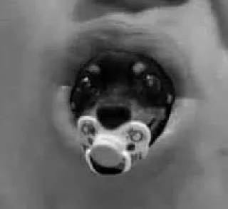 Telegram sticker ⚰ tulla luana and her dead petz