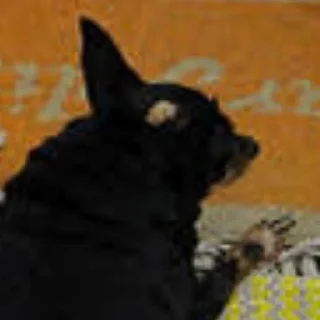 Telegram sticker ⚰ tulla luana and her dead petz