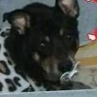 Telegram sticker ⚰ tulla luana and her dead petz