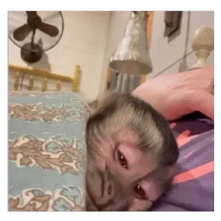Video sticker 🫥 PazitaMj