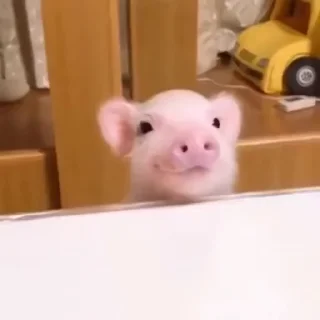 Телеграм стикер 🐷 GauOAiZ