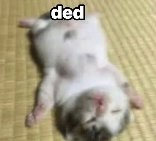 Телеграм стикер 🌟 meow