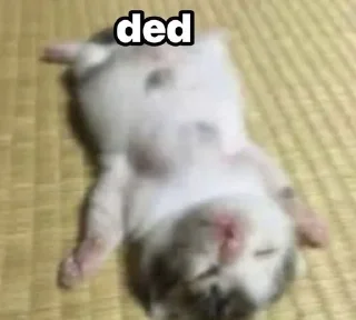 Video sticker 🌟 meow