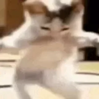 Video sticker 💃 meow