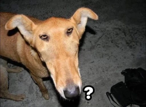 Telegram sticker 🌟 🐭 Unemployed Mouse :: @fStikBot