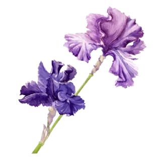 Video sticker 💐 @wisdom_droplets Flowers — @stckrRobot